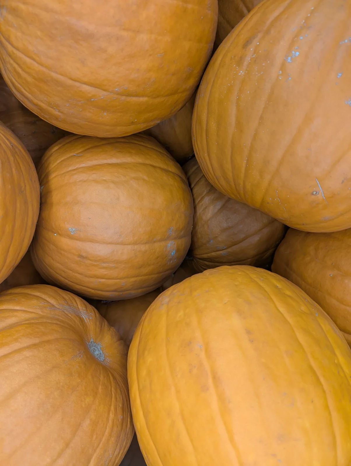 Halloween atmosphere, illustrative stock photo