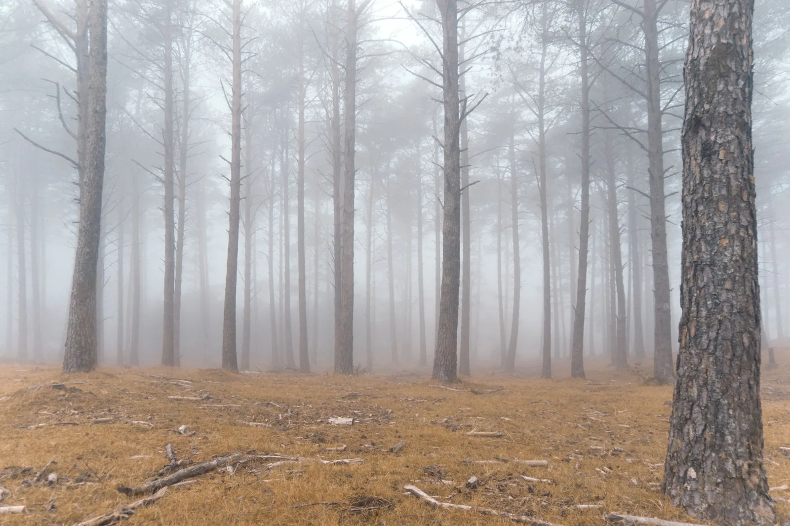 Halloween atmosphere, illustrative stock photo